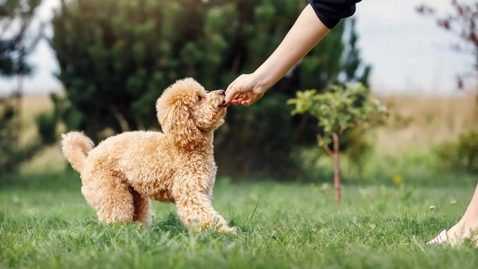 The Best Puppy School in Christchurch