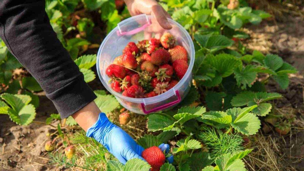 Best Strawberry Picking In Auckland 1024x576 